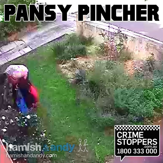 Pansy Pincher